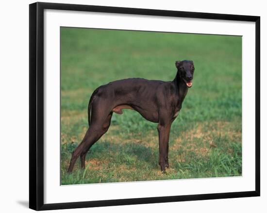 Black Whippet Standing in Field-Adriano Bacchella-Framed Photographic Print