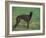 Black Whippet Standing in Field-Adriano Bacchella-Framed Photographic Print