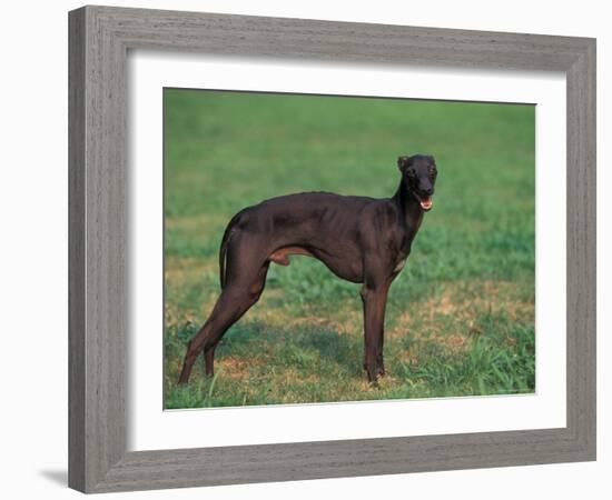 Black Whippet Standing in Field-Adriano Bacchella-Framed Photographic Print