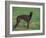 Black Whippet Standing in Field-Adriano Bacchella-Framed Photographic Print