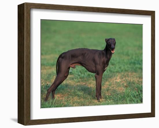 Black Whippet Standing in Field-Adriano Bacchella-Framed Photographic Print