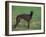 Black Whippet Standing in Field-Adriano Bacchella-Framed Photographic Print