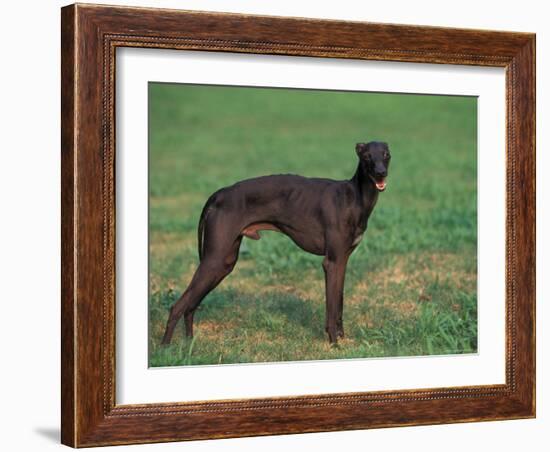 Black Whippet Standing in Field-Adriano Bacchella-Framed Photographic Print