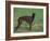 Black Whippet Standing in Field-Adriano Bacchella-Framed Photographic Print