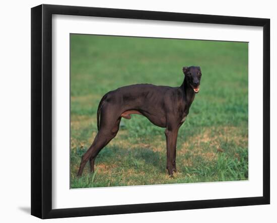 Black Whippet Standing in Field-Adriano Bacchella-Framed Photographic Print