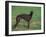 Black Whippet Standing in Field-Adriano Bacchella-Framed Photographic Print