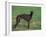 Black Whippet Standing in Field-Adriano Bacchella-Framed Photographic Print