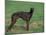 Black Whippet Standing in Field-Adriano Bacchella-Mounted Photographic Print