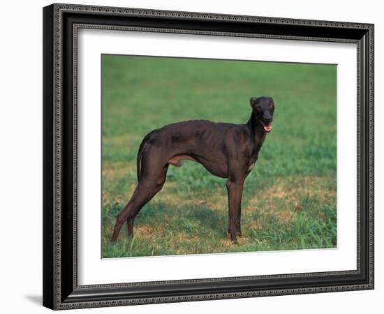 Black Whippet Standing in Field-Adriano Bacchella-Framed Photographic Print