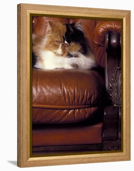 Black, White and Cream Mackerel Tabby Persian Cat Resting in Armchair-Adriano Bacchella-Framed Premier Image Canvas