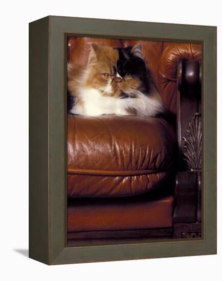 Black, White and Cream Mackerel Tabby Persian Cat Resting in Armchair-Adriano Bacchella-Framed Premier Image Canvas