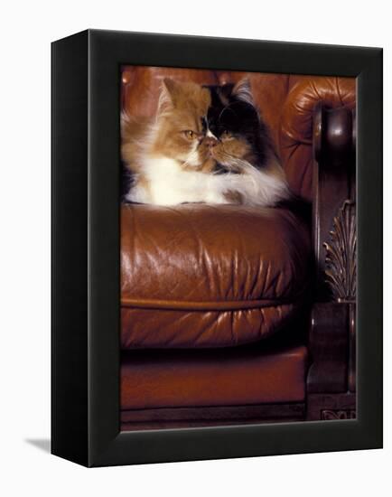 Black, White and Cream Mackerel Tabby Persian Cat Resting in Armchair-Adriano Bacchella-Framed Premier Image Canvas