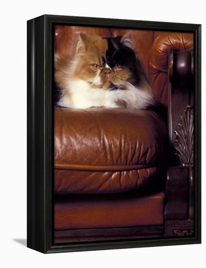 Black, White and Cream Mackerel Tabby Persian Cat Resting in Armchair-Adriano Bacchella-Framed Premier Image Canvas