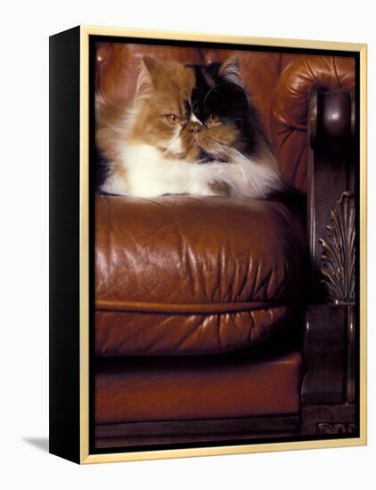 Black, White and Cream Mackerel Tabby Persian Cat Resting in Armchair-Adriano Bacchella-Framed Premier Image Canvas