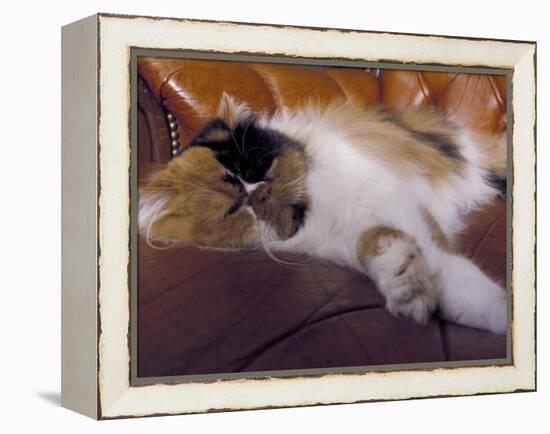 Black, White and Cream Mackerel Tabby Persian Cat Resting in Armchair-Adriano Bacchella-Framed Premier Image Canvas