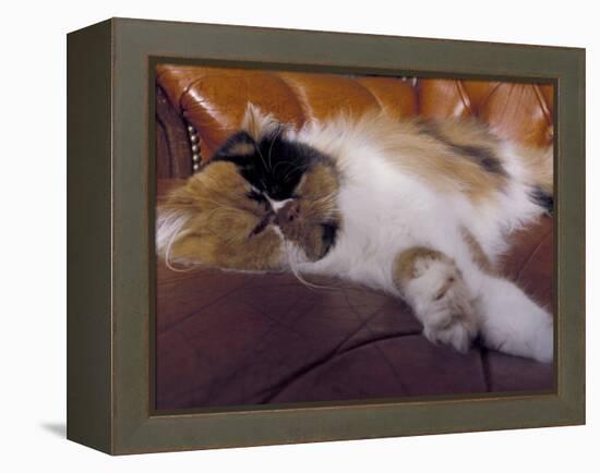 Black, White and Cream Mackerel Tabby Persian Cat Resting in Armchair-Adriano Bacchella-Framed Premier Image Canvas