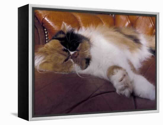 Black, White and Cream Mackerel Tabby Persian Cat Resting in Armchair-Adriano Bacchella-Framed Premier Image Canvas