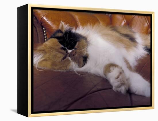 Black, White and Cream Mackerel Tabby Persian Cat Resting in Armchair-Adriano Bacchella-Framed Premier Image Canvas