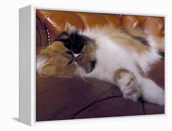 Black, White and Cream Mackerel Tabby Persian Cat Resting in Armchair-Adriano Bacchella-Framed Premier Image Canvas