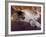 Black, White and Cream Mackerel Tabby Persian Cat Resting in Armchair-Adriano Bacchella-Framed Photographic Print