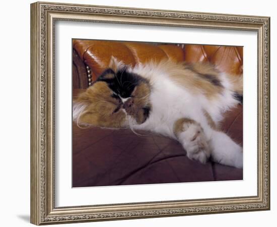 Black, White and Cream Mackerel Tabby Persian Cat Resting in Armchair-Adriano Bacchella-Framed Photographic Print