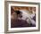 Black, White and Cream Mackerel Tabby Persian Cat Resting in Armchair-Adriano Bacchella-Framed Photographic Print