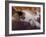 Black, White and Cream Mackerel Tabby Persian Cat Resting in Armchair-Adriano Bacchella-Framed Photographic Print