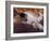 Black, White and Cream Mackerel Tabby Persian Cat Resting in Armchair-Adriano Bacchella-Framed Photographic Print