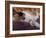 Black, White and Cream Mackerel Tabby Persian Cat Resting in Armchair-Adriano Bacchella-Framed Photographic Print