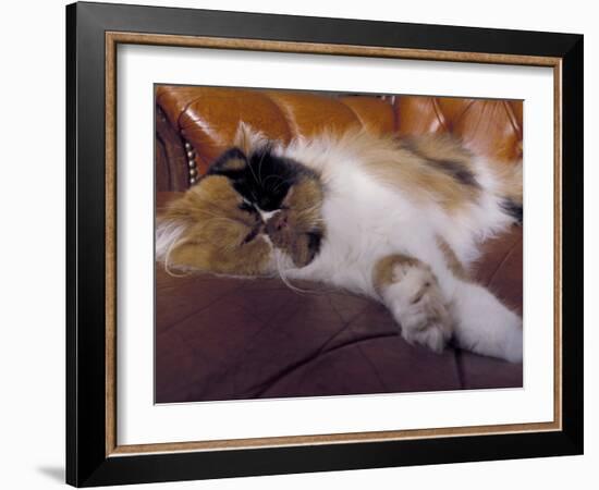 Black, White and Cream Mackerel Tabby Persian Cat Resting in Armchair-Adriano Bacchella-Framed Photographic Print