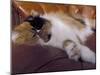 Black, White and Cream Mackerel Tabby Persian Cat Resting in Armchair-Adriano Bacchella-Mounted Photographic Print