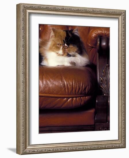 Black, White and Cream Mackerel Tabby Persian Cat Resting in Armchair-Adriano Bacchella-Framed Photographic Print