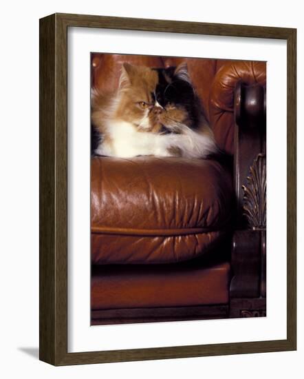 Black, White and Cream Mackerel Tabby Persian Cat Resting in Armchair-Adriano Bacchella-Framed Photographic Print