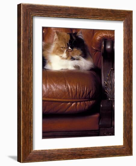 Black, White and Cream Mackerel Tabby Persian Cat Resting in Armchair-Adriano Bacchella-Framed Photographic Print