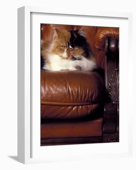 Black, White and Cream Mackerel Tabby Persian Cat Resting in Armchair-Adriano Bacchella-Framed Photographic Print