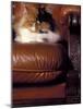 Black, White and Cream Mackerel Tabby Persian Cat Resting in Armchair-Adriano Bacchella-Mounted Photographic Print