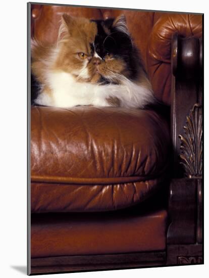 Black, White and Cream Mackerel Tabby Persian Cat Resting in Armchair-Adriano Bacchella-Mounted Photographic Print