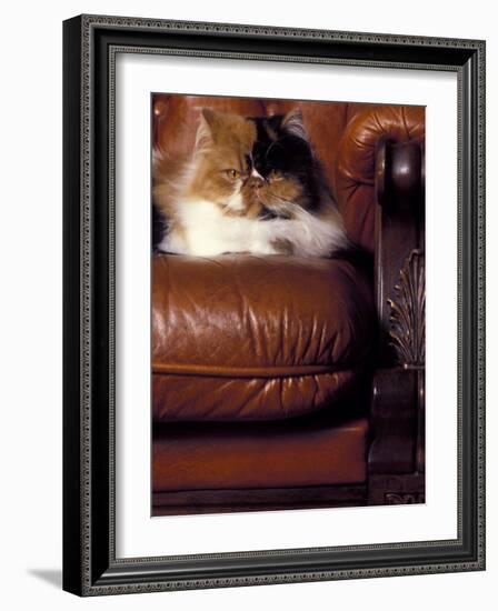 Black, White and Cream Mackerel Tabby Persian Cat Resting in Armchair-Adriano Bacchella-Framed Photographic Print