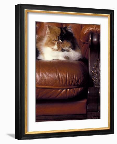 Black, White and Cream Mackerel Tabby Persian Cat Resting in Armchair-Adriano Bacchella-Framed Photographic Print