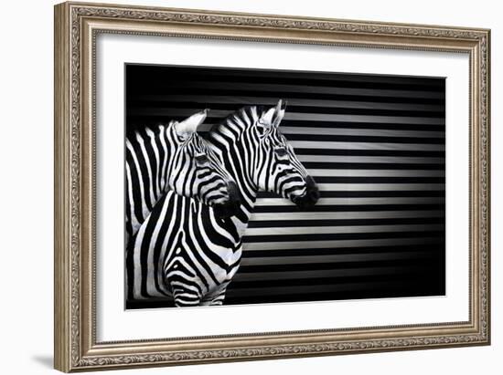 Black White And Zebras-Andre Villeneuve-Framed Photographic Print