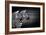 Black White And Zebras-Andre Villeneuve-Framed Photographic Print