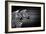 Black White And Zebras-Andre Villeneuve-Framed Photographic Print