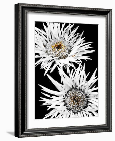 Black & White Awakening-Heidi Bannon-Framed Photo