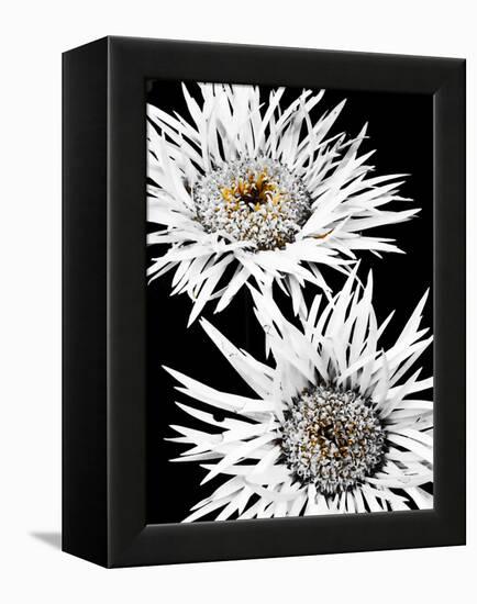 Black & White Awakening-Heidi Bannon-Framed Stretched Canvas