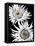 Black & White Awakening-Heidi Bannon-Framed Stretched Canvas