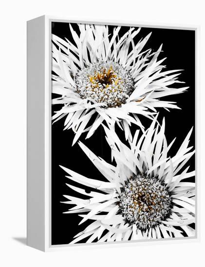 Black & White Awakening-Heidi Bannon-Framed Stretched Canvas