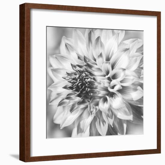 Black & White Dalia 1a-Suzanne Foschino-Framed Photo