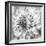 Black & White Dalia 1a-Suzanne Foschino-Framed Photo