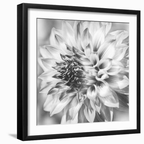 Black & White Dalia 1a-Suzanne Foschino-Framed Photo