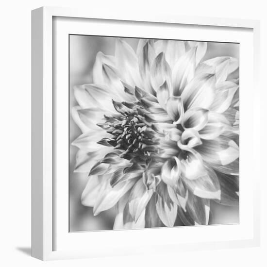 Black & White Dalia 1a-Suzanne Foschino-Framed Photo